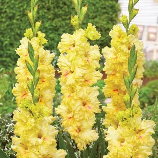 Build Me Up Buttercup Gladiolus Thumbnail